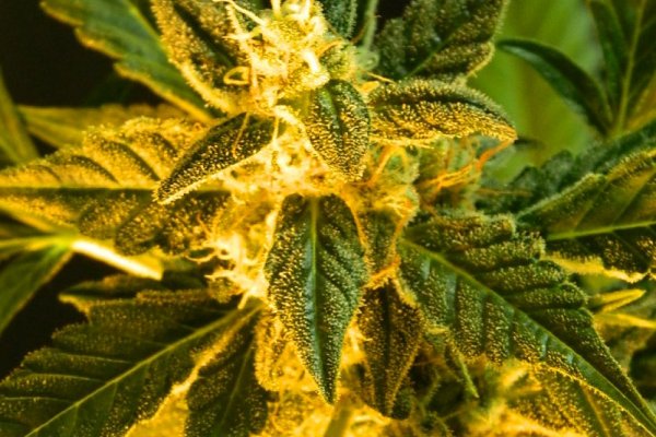 Онион сайты