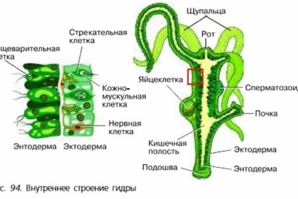 Кракен сайт в тор браузере ссылка